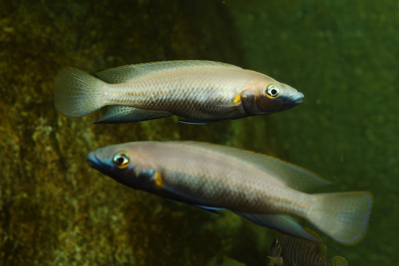 Neolamprologus nigriventris 'Kiku'